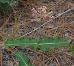 Clasping milkweed